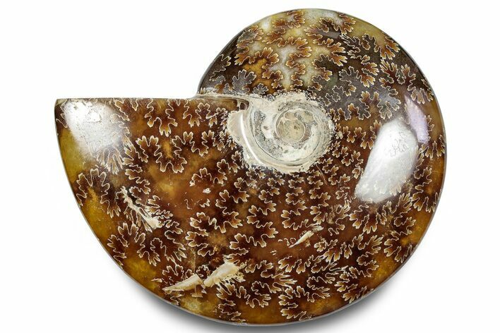 Polished Ammonite (Cleoniceras) Fossil - Madagascar #283330